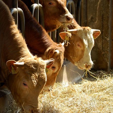 Farm Stay Malovscevo Vitovlje Eksteriør billede